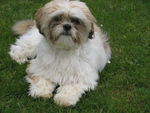 Lhassa apso